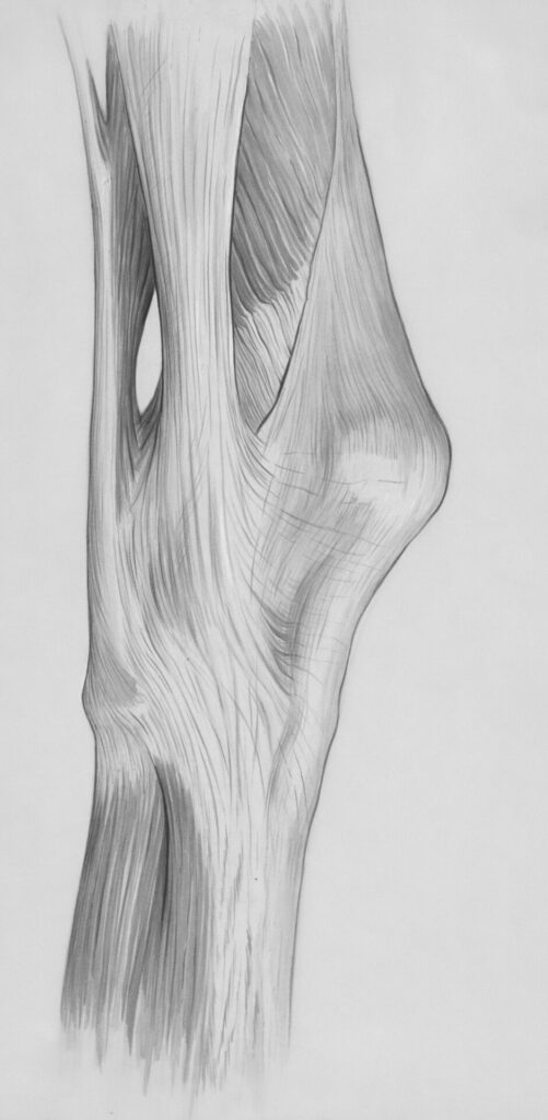 knee and leg muscles 