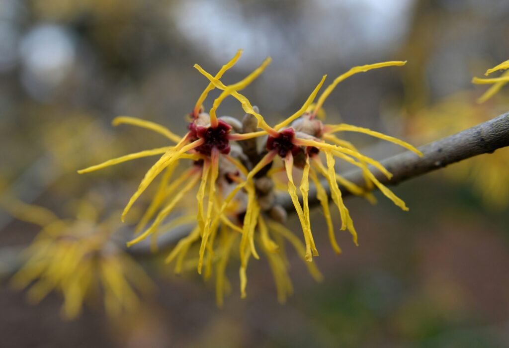 witch hazel plant